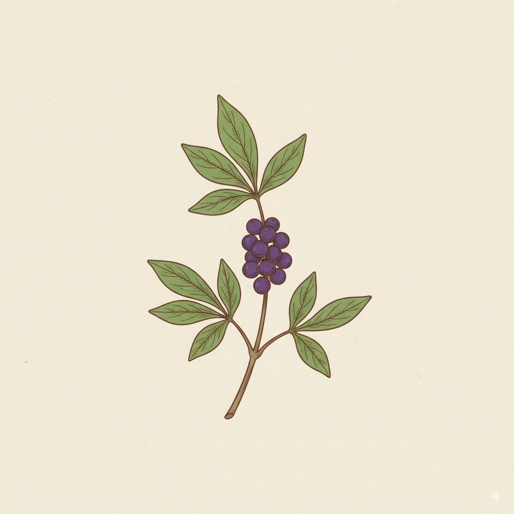 Illustration of Vitex chasteberry extract — supports hormone regulation, menstrual comfort, and emotional well-being.